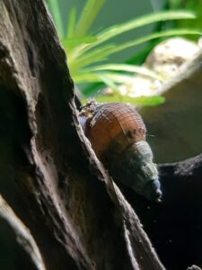 Aquarienschnecke: genoppte Turmdeckelschnecke