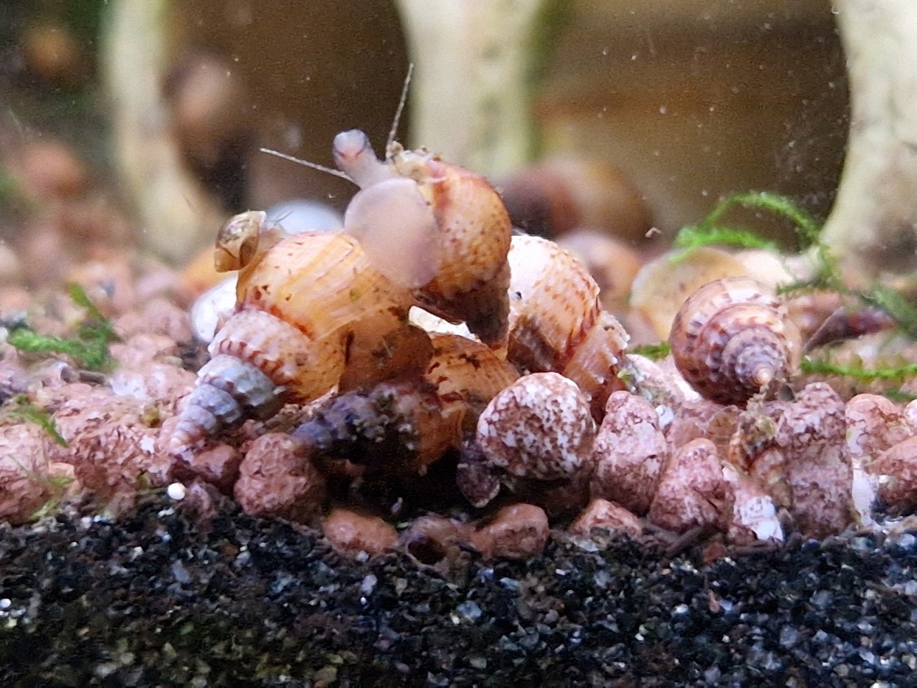 Kahmhaut im Aquarium Ursachen + die 6 besten Tipps zum Entfernen