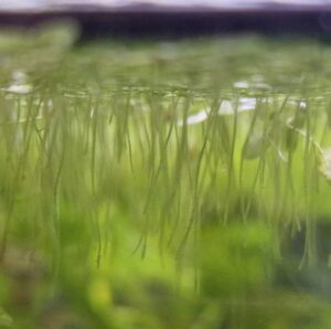 Wurzeln von Wasserlinsen (Lemna minor) im Aquarium