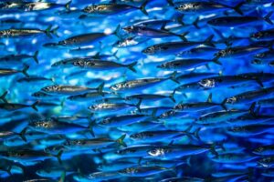 Intelligenz bei Fischen - ein Fischschwarm