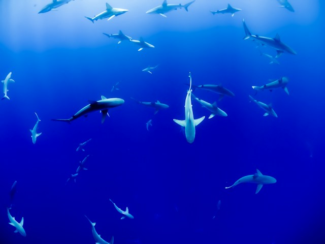 Unterschiede Knorpelfische Knochenfische