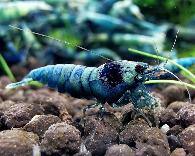pHWert senken So wird das Wasser im Aquarium saurer
