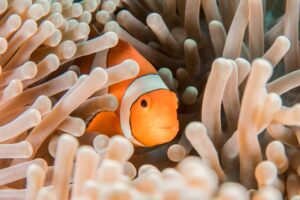 Schlafen Fische? Clownfisch in Anemone