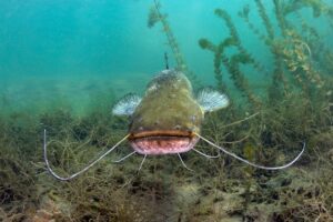 Wie lange leben Fische: Bild eines Flusswelses