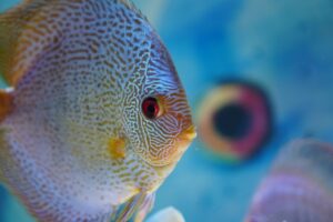Wie alt werden Fische im Aquarium und in der freien Natur