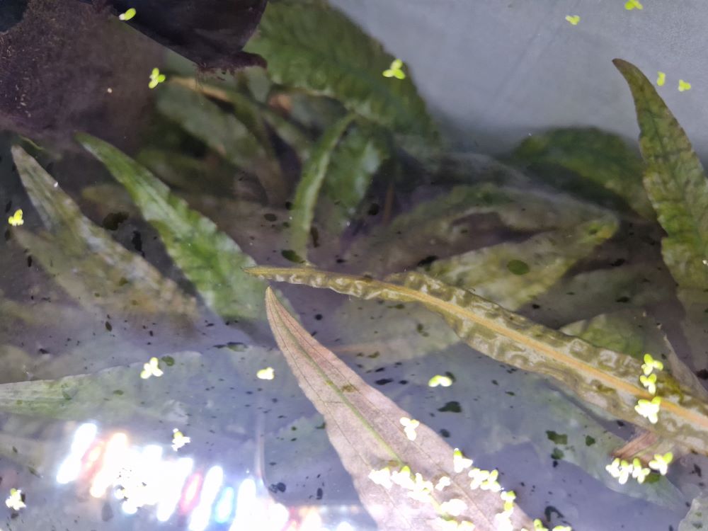 Kahmhaut im Aquarium Ursachen + die 6 besten Tipps zum Entfernen