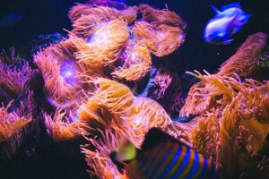 Aquarium Berlin